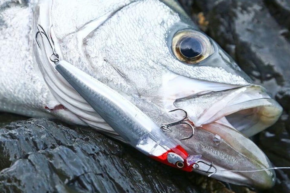 【神奈川県】で【ヒラスズキ】が釣れる場所（ポイント）