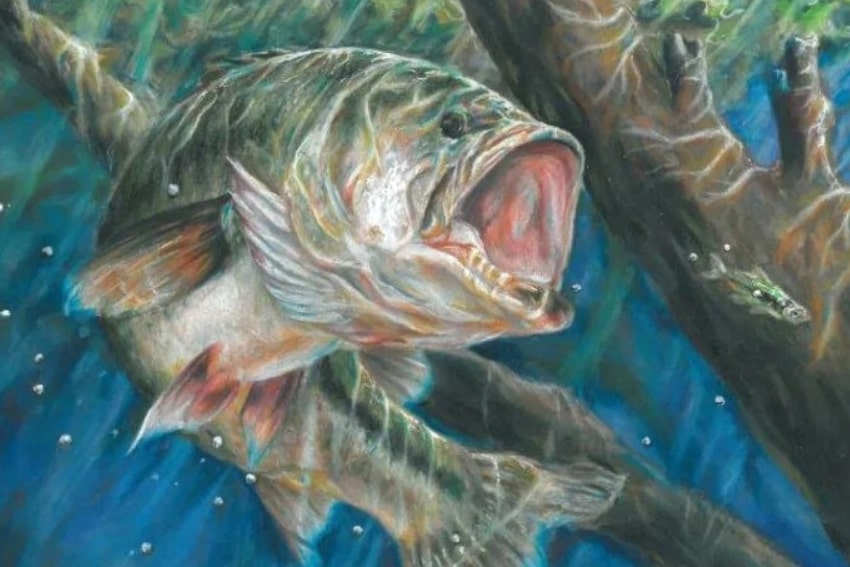ラージマウスバス（Largemouth Bass）の生態・外観・適水温・産卵・視覚・聴覚等【まとめ】