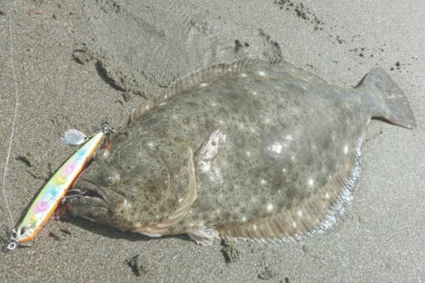 【千葉県】【南房総】【平砂浦海岸】で【ヒラメ】が釣れるポイント（場所）