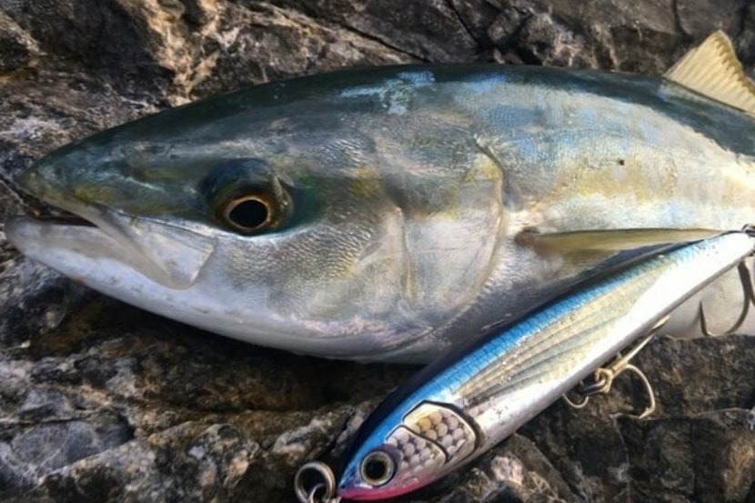 【関東地方】【神奈川県】で青物（ブリ・ワラサ・イナダ・ワカシ）が釣れる場所（ポイント）・時期