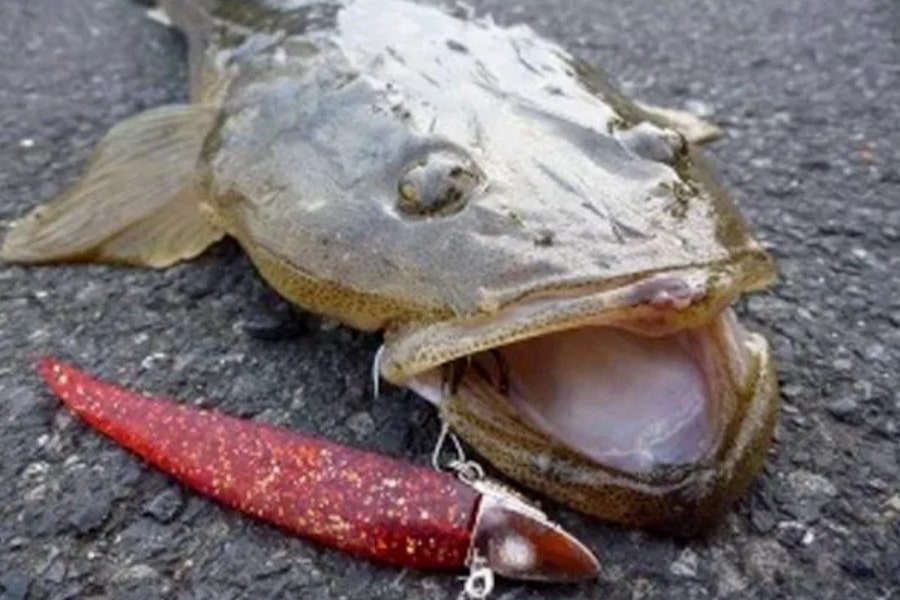 【マゴチ】の生態、特徴、産卵時期、食性、釣れる天候等【まとめ】