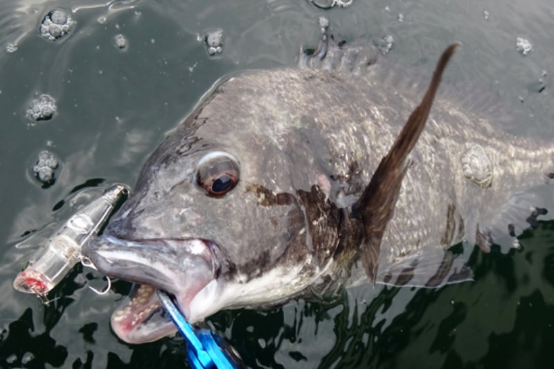 【チニング】河川の河口周辺で【チヌ】が釣れる場所（ポイント）