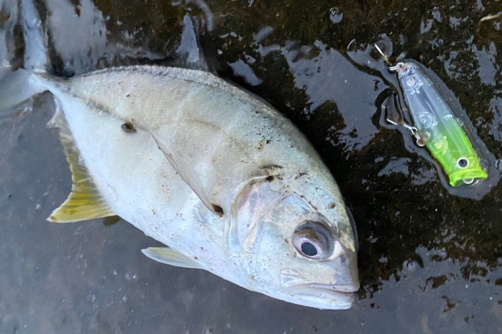 【メッキ】が釣れる場所（ポイント）【全国（都道府県別）】