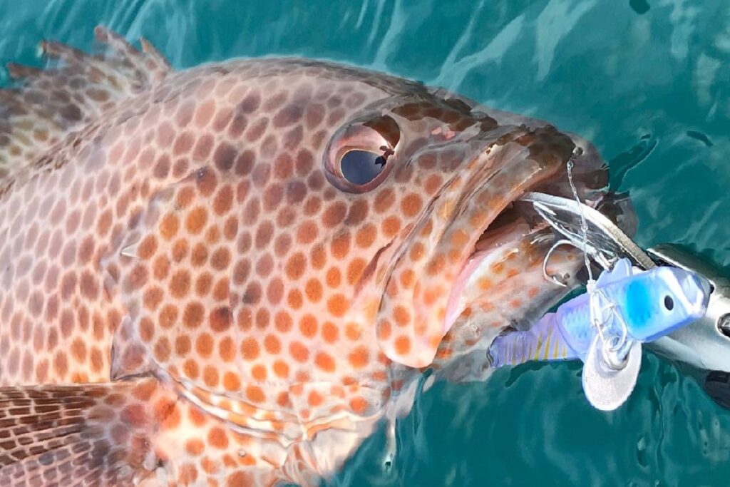 【ロックフィッシュ（根魚）】をルアーで釣る方法、時間、時期、人気おすすめ【ランキング】