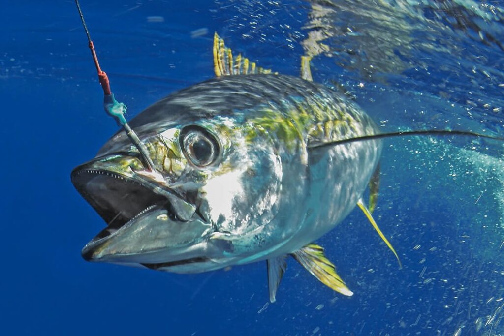 【ジギング（オフショア）】で狙える対象魚、釣れる魚の種類